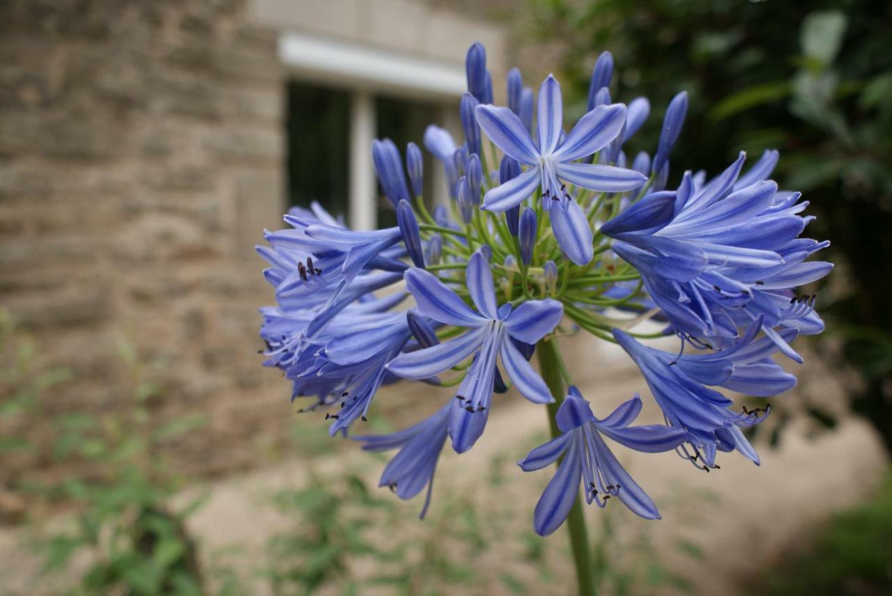 مبيت وإفطار Pluherlin Aux Agapanthes المظهر الخارجي الصورة